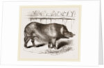 Domestic Hog by Anonymous