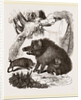 Female Wild Hog and Young by Anonymous