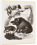 Female Wild Hog and Young by Anonymous