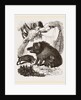 Female Wild Hog and Young by Anonymous