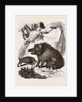 Female Wild Hog and Young by Anonymous