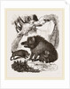 Female Wild Hog and Young by Anonymous