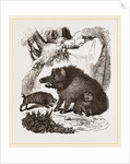 Female Wild Hog and Young by Anonymous