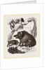 Female Wild Hog and Young by Anonymous