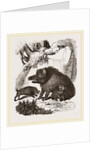 Female Wild Hog and Young by Anonymous
