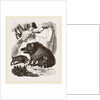 Female Wild Hog and Young by Anonymous