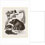 Female Wild Hog and Young by Anonymous