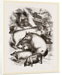 Group of Domestic Hogs by Anonymous