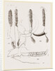 Teeth of Babiroussa by Anonymous