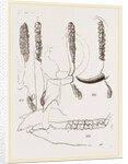 Teeth of Babiroussa by Anonymous