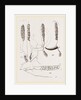 Teeth of Babiroussa by Anonymous