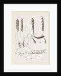 Teeth of Babiroussa by Anonymous