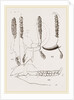 Teeth of Babiroussa by Anonymous