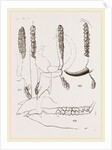 Teeth of Babiroussa by Anonymous