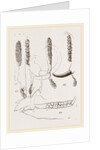 Teeth of Babiroussa by Anonymous