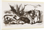 Boar Hunt by Anonymous