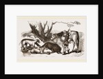 Boar Hunt by Anonymous