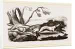 Boar-hunt by Anonymous