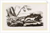 Boar-hunt by Anonymous