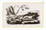 Boar-hunt by Anonymous
