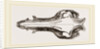 Skull of the Hog by Anonymous
