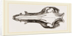 Skull of the Hog by Anonymous
