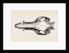Skull of the Hog by Anonymous
