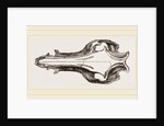 Skull of the Hog by Anonymous