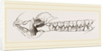 Teeth of the Hog by Anonymous