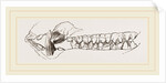 Teeth of the Hog by Anonymous