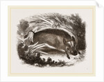 Wild Boar by Anonymous