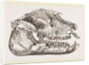 Skull of Palaeotherium magnum by Anonymous