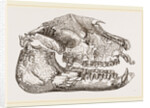 Skull of Palaeotherium magnum by Anonymous