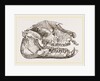 Skull of Palaeotherium magnum by Anonymous