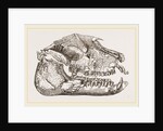 Skull of Palaeotherium magnum by Anonymous