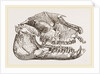 Skull of Palaeotherium magnum by Anonymous
