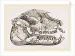 Skull of Palaeotherium magnum by Anonymous