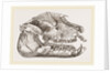 Skull of Palaeotherium magnum by Anonymous