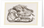 Skull of Palaeotherium magnum by Anonymous