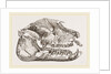 Skull of Palaeotherium magnum by Anonymous