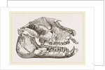 Skull of Palaeotherium magnum by Anonymous