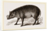 Babiroussa by Anonymous