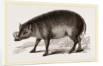 Babiroussa by Anonymous