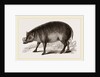 Babiroussa by Anonymous