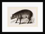Babiroussa by Anonymous