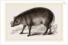 Babiroussa by Anonymous
