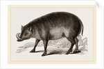 Babiroussa by Anonymous