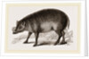 Babiroussa by Anonymous