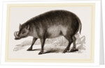 Babiroussa by Anonymous
