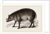 Babiroussa by Anonymous